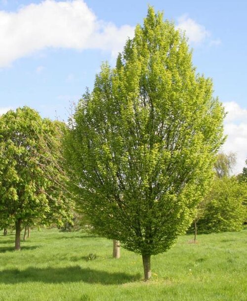 Hrab obyčajný, 125/150 cm, v črepníku Carpinus betulus