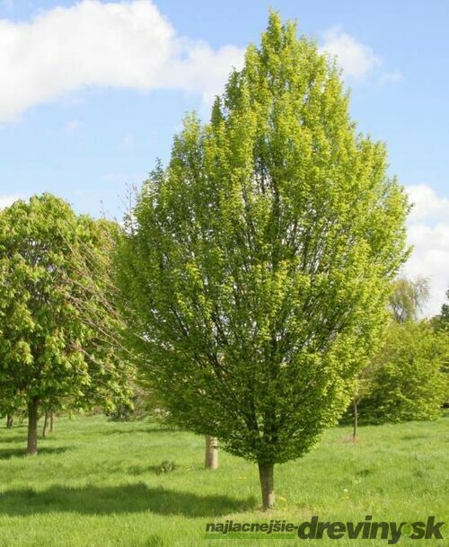 Hrab obyčajný, 150/200 cm, v črepníku Carpinus betulus