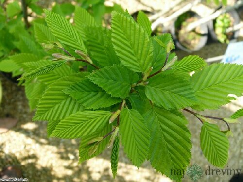 Hrab obyčajný 40/60 cm, v črepníku Carpinus Betulus
