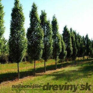 Hrab obyčajný Fastigiata, obvod kmienka 12/14 cm, celková výška 300/350 cm Carpinus betulus Fastigiata