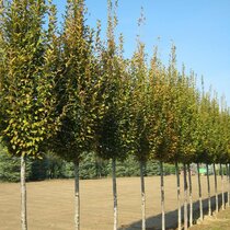 Hrab obyčajný Fastigiata, obvod kmienka 6/8 cm, výška 300+ cm, v črepníku Carpinus betulus Fastigiata