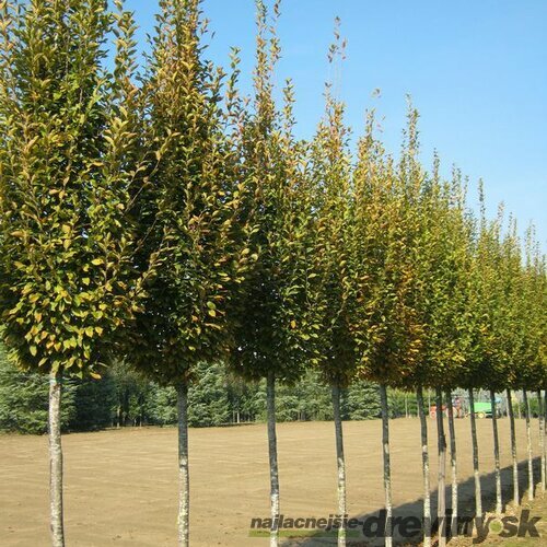 Hrab obyčajný Fastigiata, obvod kmienka 6/8 cm, výška 300+ cm, v črepníku Carpinus betulus Fastigiata
