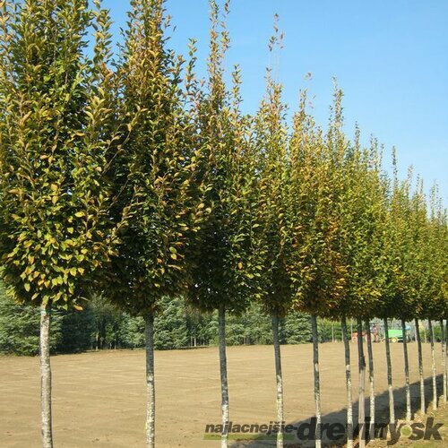 Hrab obyčajný Fastigiata, obvod kmienka 6/8 cm, výška 300+ cm, v črepníku Carpinus betulus Fastigiata