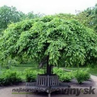 Hrab obyčajný Pendula, na kmienku 180 cm, v črepníku Carpinus betulus pendula