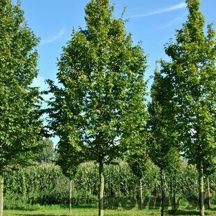 Hrab obyčajný- stlpovitý ‘Albert Beeckman‘, obvod 8/10 cm, výška 250+ cm, v črepníku 27/40l Carpinus betulus ‘Albert Beeckman‘