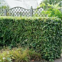 Hrab obyčajný, výška 50/60 cm, v črepníku Carpinus betulus