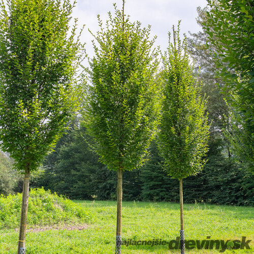 Hrab obyčajný, výška 80/100 cm, v črepníku 3l Carpinus betulus
