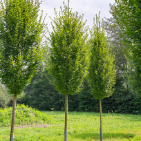 Hrab obyčajný, výška 80/100 cm, v črepníku 3l Carpinus betulus