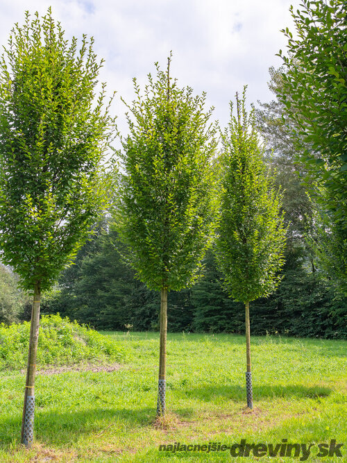 Hrab obyčajný, výška 80/100 cm, v črepníku 3l Carpinus betulus