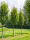 Hrab obyčajný, výška 80/100 cm, v črepníku 3l Carpinus betulus