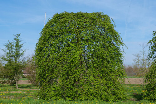 Hrab Pendula 140/150 cm, v črepníku Carpinus Betulus Pendula