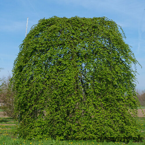 Hrab Pendula 140/150 cm, v črepníku Carpinus Betulus Pendula