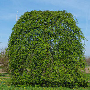 Hrab Pendula 140/150 cm, v črepníku Carpinus Betulus Pendula