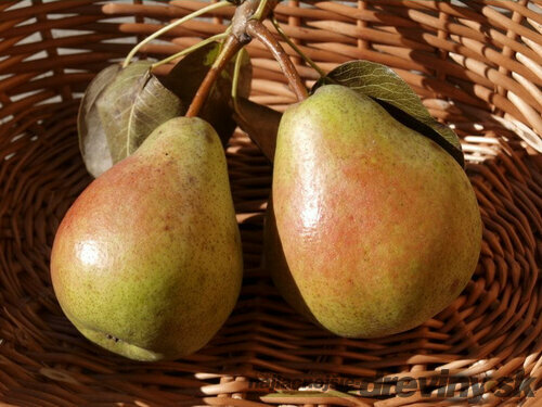 Hruška Bera Hardy, voľnokorenná 1-ročná Pyrus communis Bera Hardy