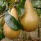 Hruška Beurre Hardy (Hardyho maslovka) 100/150 cm, v črepníku 5l Pyrus communis Beurre Hardy