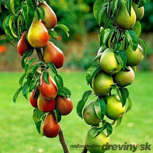 Hruška ‘Duopeer‘, výška 180/200 cm, v črepníku P24 Pyrus communis ‘Duopeer‘