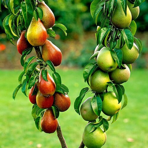 Hruška ‘Duopeer‘, výška 180/200 cm, v črepníku P24 Pyrus communis ‘Duopeer‘