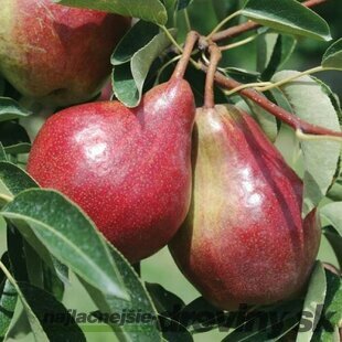 Hruška General Leclerc, výška 100/150 cm, v črepníku, podpník Dula S1 Pyrus communis Leclerc