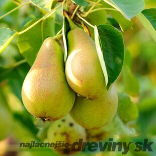 Hruška Konference výška 200/250 cm obvod 8/10 cm, už rodiaca v črepníku, podpník Dula S5 Pyrus Communis Conference