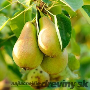 Hruška Konference, výška 200/250 cm, obvod 8/10 cm, už rodiaca v črepníku , podpník Dula S5 Pyrus Communis Conference