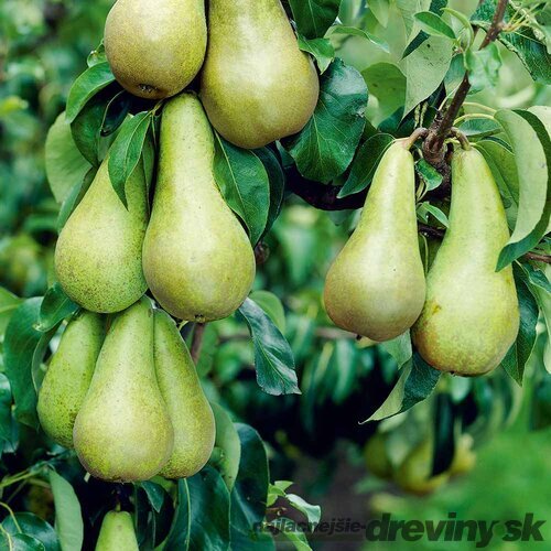 Hruška KONFERENCIA, výška 140/180 cm, jesenná, podpník Dula S1, voľnokorenná Pyrus communis KONFERENCIA