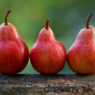 Hruška RED FAVORITKA, výška 140/180 cm, letná, podpník Hruška Kaukazská, voľnokorenná Pyrus communis RED FAVORITKA