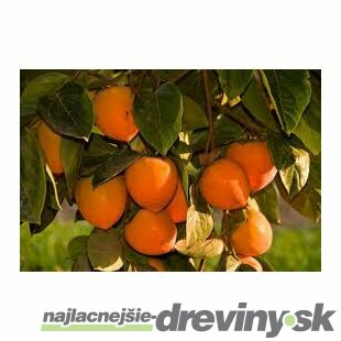 Hurmi-kaki Vaniglia na kmienku 180/200 cm (Ebenovník Paradajkaový-Božské ovocie), v črepníku Diospyros kaki