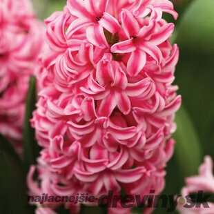 Hyacint ´Pink Surprise´, obvod cibuľky 15/16 cm, 5ks v balení HYACINTH PINK SURPRISE
