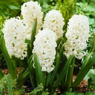 Hyacint ´Snow Crystal´,obvod cibuľky 15/16 cm, 2ks v balení HYACINTH SNOW CRYSTAL