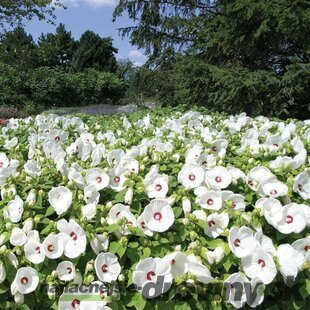 Ibištek bahenný LUNA WHITE ®, výška 40/50 cm, v črepníku 3l Hibiscus Moscheutos LUNA WHITE ®