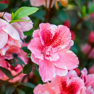 Ibištek - najkrajšie kvitnúce rastliny v lete