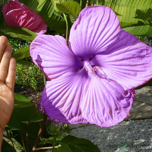 Ibištek Summerific Berry Awesome fialový 40/50 cm, v črepníku Hibiscus Summerific Berry Awesome
