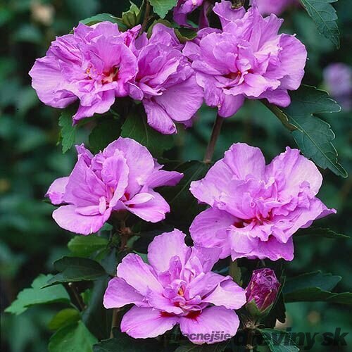 Ibištek sýrsky Ardens, v črepníku 1,5l Hibiscus syriacus Ardens