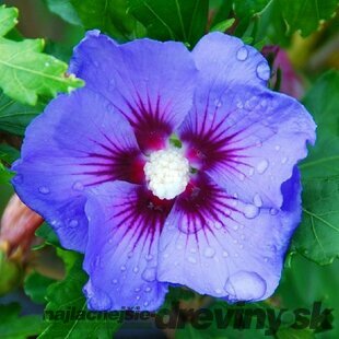 Ibištek sýrsky Blue bird /modré kvety/ 30/40 cm, v črepníku 1,5l Hibiscus syriacus Blue Bird