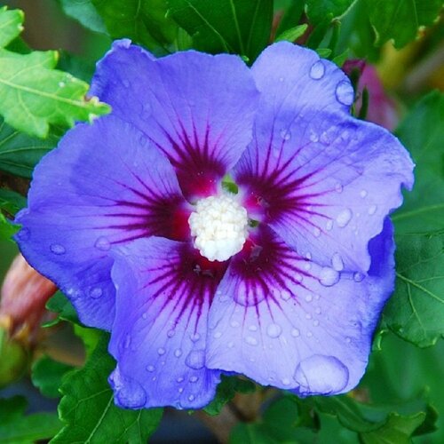 Ibištek sýrsky Blue Chiffon /modré kvety/ 30/40 cm, v črepníku 1,5l Hibiscus syriacus Blue Chiffon