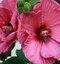 Ibištek sýrsky Duc de Brabant /ružovočervené kvety/ Hibiscus syriacus Duc de Brabant