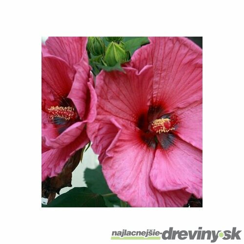 Ibištek sýrsky Duc de Brabant /ružovočervené kvety/ Hibiscus syriacus Duc de Brabant