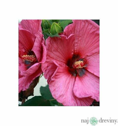 Ibištek sýrsky Duc de Brabant /ružovočervené kvety/ Hibiscus syriacus Duc de Brabant