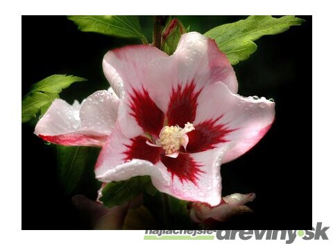 Ibištek sýrsky Hamabo, výška 30/40 cm, v črepníku Hibiscus syriacus Hamabo