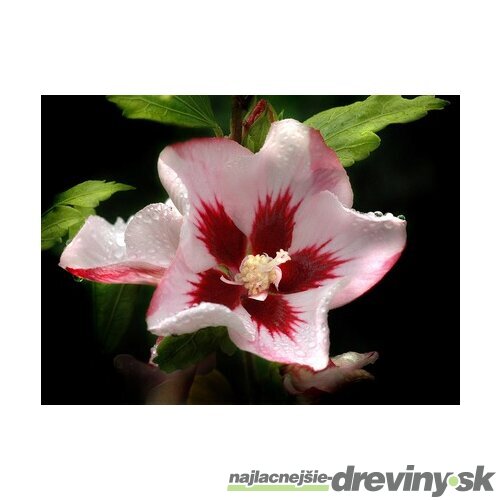 Ibištek sýrsky Hamabo, výška 30/40 cm, v črepníku Hibiscus syriacus Hamabo
