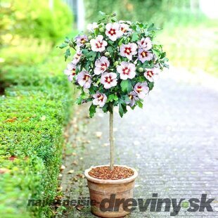 Ibištek sýrsky Red Heart, na kmienku 80 cm, celková výška 120/+ cm, v črepníku 7l Hibiscus syriacus Red Heart