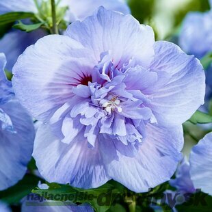 Ibištek sýrsky´BLUE CHIFFON, výška 30/40 cm, v črepníku 3l Hibiscus syriacus Blue Chiffon