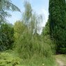 Imbricata pendula