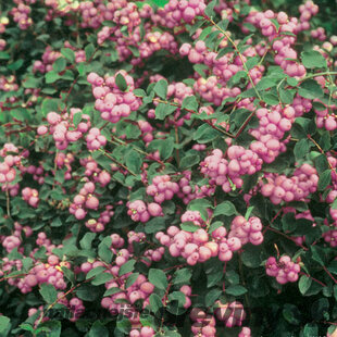 Imelovník AMETHYST na kmienku 70/80 cm, v črepníku Symphoricarpos × doorenbosii AMETHYST