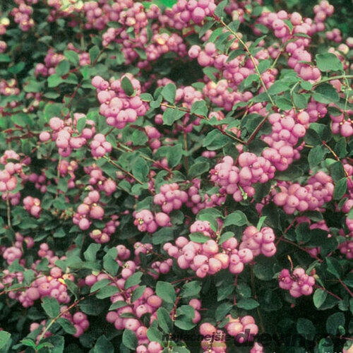 Imelovník AMETHYST na kmienku 70/80 cm, v črepníku Symphoricarpos × doorenbosii AMETHYST