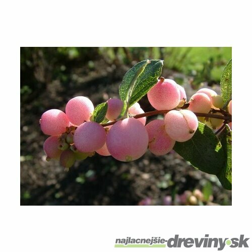 Imelovník Brain de Solei, 30/40 cm, v črepníku 3l Symphoricarpos chenaultii