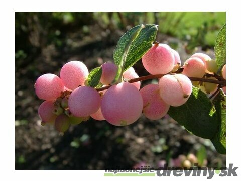 Imelovník Brain de Solei, 30/40 cm, v črepníku 3l Symphoricarpos chenaultii