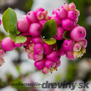 Imelovník Chenaultov x Hancock, 30/40 cm, v črepníku 3l Symphoricarpos chenaultii x Hancock