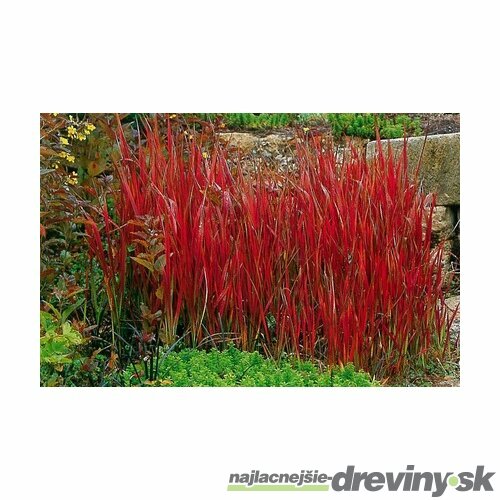 Imperata cylindrica Red Baron (Červený Barón) v črepníku Imperata cylindrica Red Baron