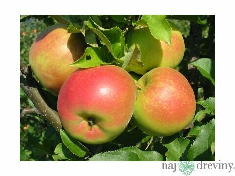 Jabloň Alwa 100/150 cm, v črepníku Malus Domestica Alwa